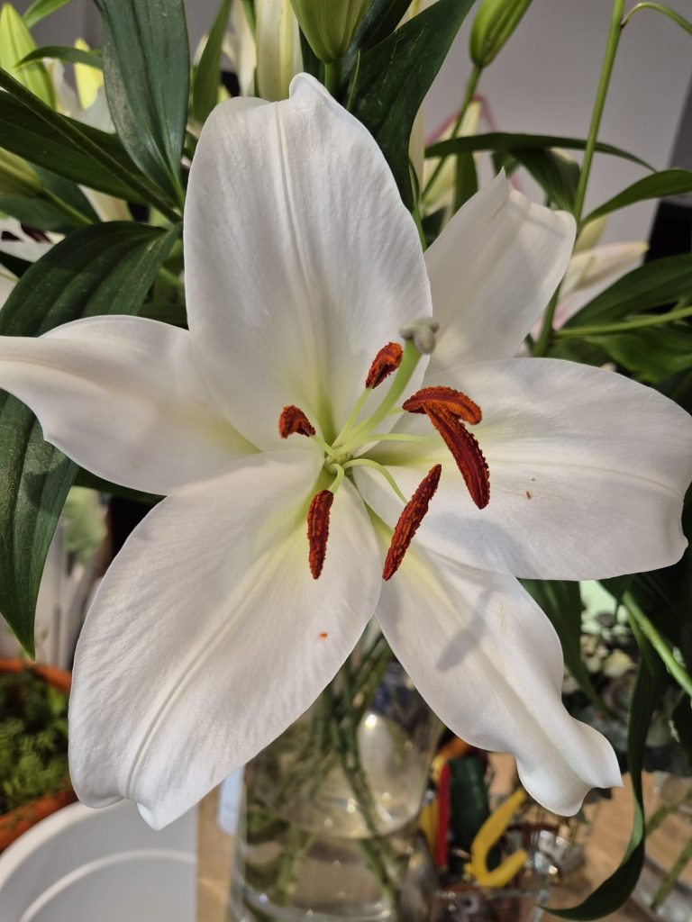 Lilium abierto