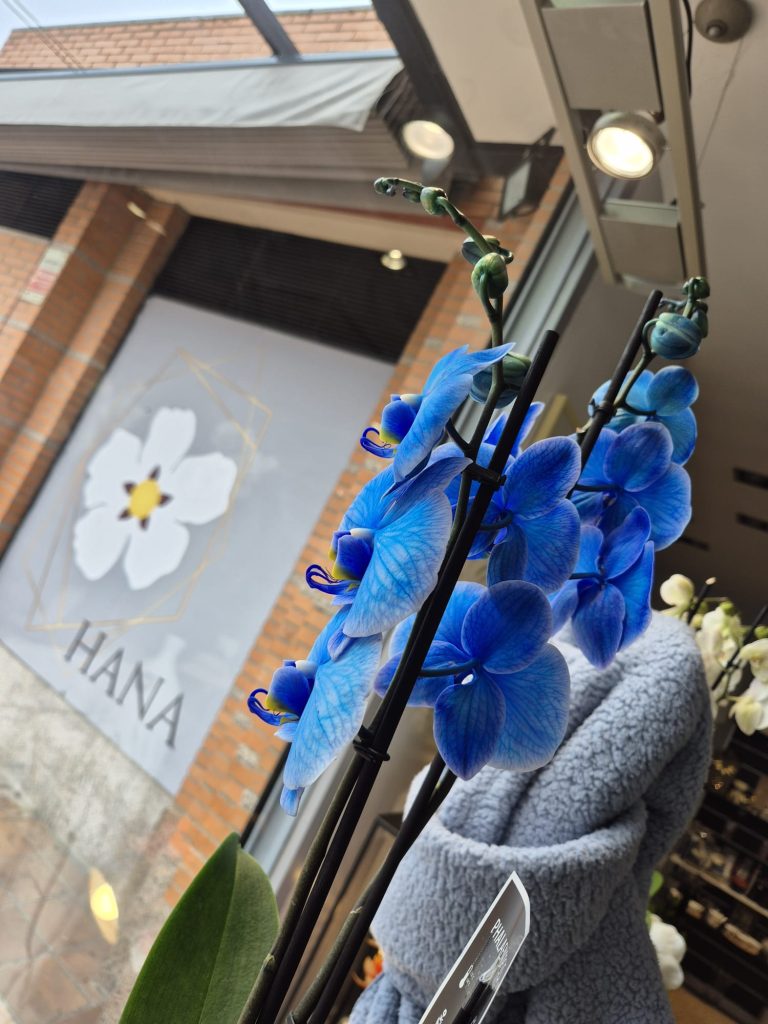 Orquidea Azul